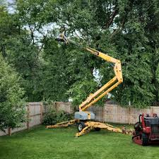 Best Arborist Consultation Services  in Phoenixville, PA